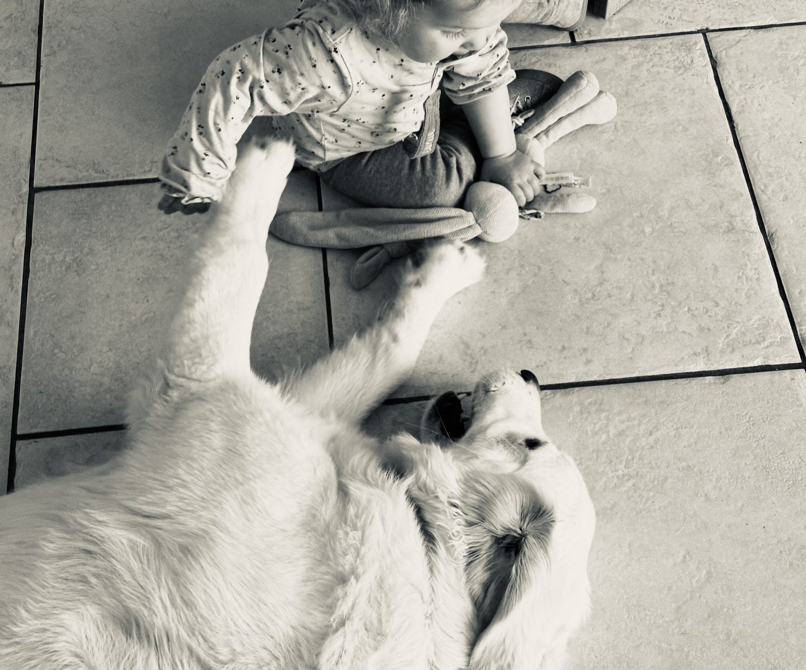Médiation animale et tendresse animale