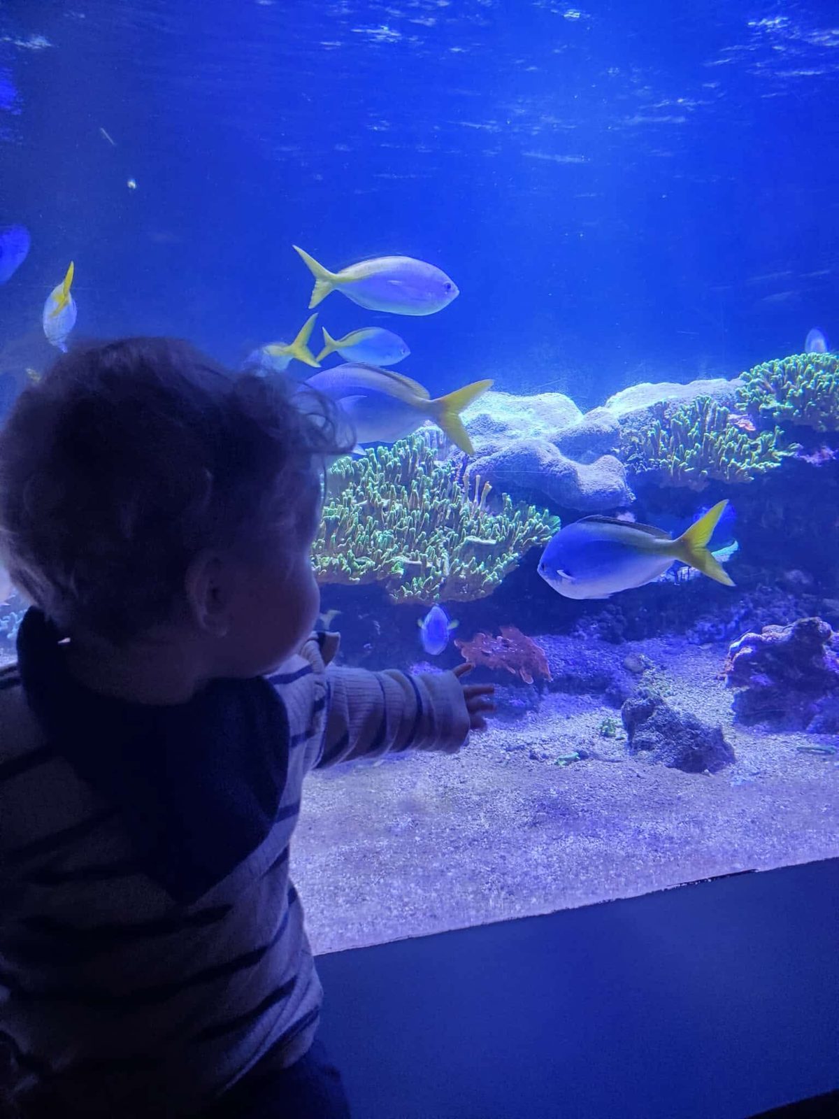 Enfant émerveillé devant un aquarium
